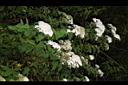 台灣繡線菊12.JPG