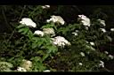 台灣繡線菊18.JPG