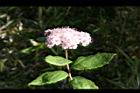 台灣繡線菊-花01.jpg