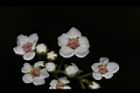 台灣繡線菊-花14.JPG