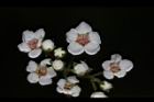 台灣繡線菊-花15.JPG