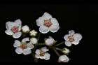 台灣繡線菊-花17.JPG