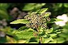 台灣繡線菊-花苞00.jpg