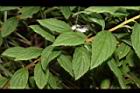 台灣繡線菊-葉05.JPG
