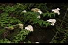 台灣繡線菊11.JPG