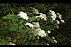台灣繡線菊13.JPG