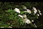 台灣繡線菊14.JPG
