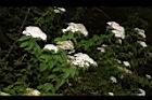台灣繡線菊17.JPG