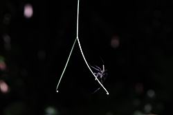 台灣羅漢果-捲鬚14.JPG