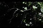 台灣羅漢果-捲鬚00.JPG