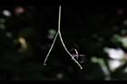 台灣羅漢果-捲鬚12.JPG