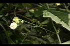 台灣羅漢果-雄花01.JPG