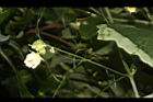 台灣羅漢果-雄花04.JPG