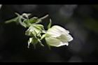 台灣羅漢果-雄花06.JPG