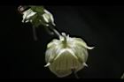 台灣羅漢果-雄花09.JPG