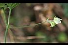 台灣羅漢果-雄花22.jpg