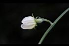 台灣羅漢果-雌花02.JPG