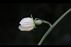 台灣羅漢果-雌花03.JPG