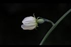 台灣羅漢果-雌花07.JPG