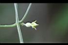 台灣羅漢果-雌花10.jpg