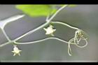 臺灣羅漢果-花苞0.jpg