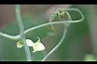 臺灣羅漢果-花苞1.jpg