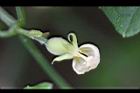 臺灣羅漢果-花苞3.jpg