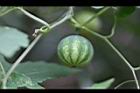 臺灣羅漢果-青實03.jpg