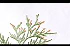 台灣肖楠-雄花02.JPG