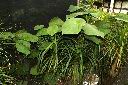 台灣胡椒00.JPG
