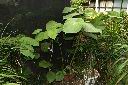 台灣胡椒02.JPG