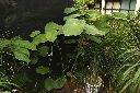 台灣胡椒03.JPG