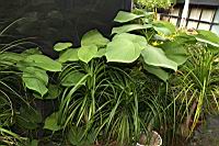 台灣胡椒01.JPG