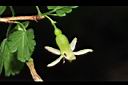 台灣茶藨子-花34.JPG