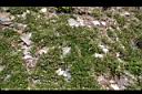 台灣莓00.JPG