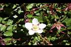 台灣莓-花05.JPG