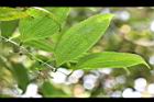 台灣土茯苓-葉脈04.JPG