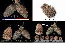 台灣華山松-毬果1.jpg