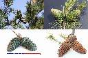 台灣華山松-毬果2.jpg
