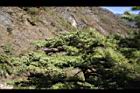 台灣華山松-乾果00.JPG
