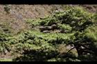 台灣華山松-乾果01.JPG