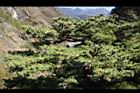 台灣華山松-乾果03.JPG