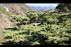 台灣華山松-乾果04.JPG