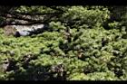 台灣華山松-乾果05.JPG