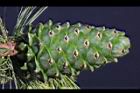 台灣華山松-實04.jpg