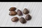 台灣華山松-種子01.jpg