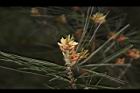 台灣華山松-雄花08.JPG