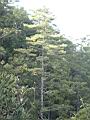台灣華山松01.JPG