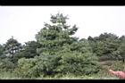 台灣華山松30.jpg