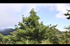 台灣華山松31.jpg
